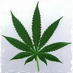 cannabis bis