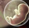 foetus humain